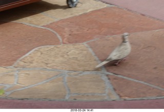 Academy of Music - Swan Lake ballet - pit orchestra