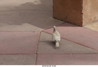 Academy of Music - Swan Lake ballet - pit orchestra