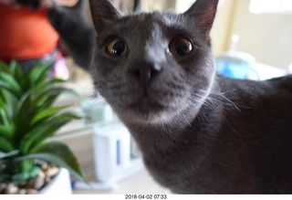 cute face shot of my cat Devin