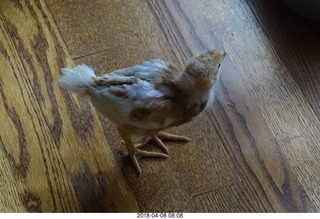 Betsy's chick