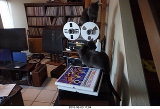 my cat Jane and her first experience with reel-to-reel tape