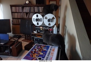 my cat Jane and her first experience with reel-to-reel tape