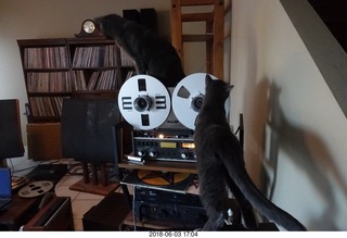 my cats Devin and Jane and their first experience with reel-to-reel tape