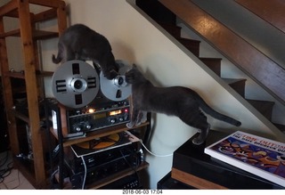 my cats Devin and Jane and their first experience with reel-to-reel tape