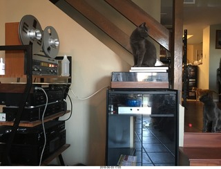 my cats Devin and Jane and their first experience with reel-to-reel tape