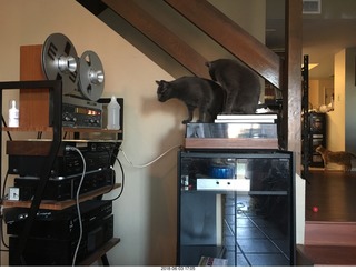 my cats Devin and Jane and their first experience with reel-to-reel tape