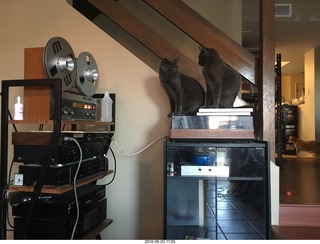 my cats Devin and Jane and their first experience with reel-to-reel tape