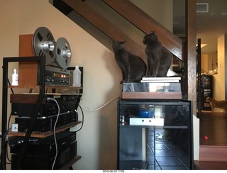 my cats Devin and Jane and their first experience with reel-to-reel tape