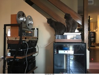 my cats Devin and Jane and their first experience with reel-to-reel tape