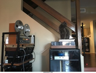 my cats Devin and Jane and their first experience with reel-to-reel tape