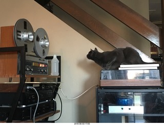 my cats Devin and Jane and their first experience with reel-to-reel tape