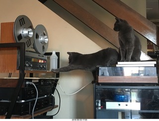 my cats Devin and Jane and their first experience with reel-to-reel tape