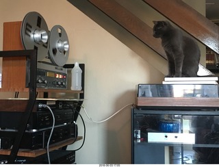 my cats Devin and Jane and their first experience with reel-to-reel tape