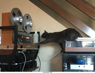 my cats Devin and Jane and their first experience with reel-to-reel tape