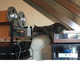 my cats Devin and Jane and their first experience with reel-to-reel tape