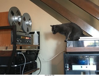 my cats Devin and Jane and their first experience with reel-to-reel tape