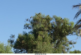 vultures or eagles, birds resting in a tree at Kearny (E67)