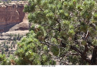 132 a03. Colorado National Monument - squirrel