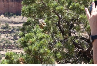 134 a03. Colorado National Monument - squirrel