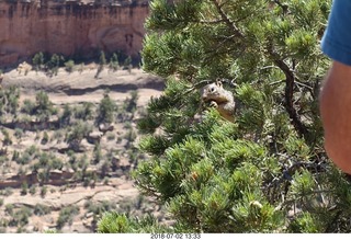 136 a03. Colorado National Monument - squirrel