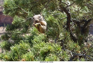 137 a03. Colorado National Monument - squirrel