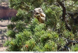 138 a03. Colorado National Monument - squirrel