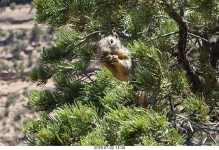 139 a03. Colorado National Monument - squirrel