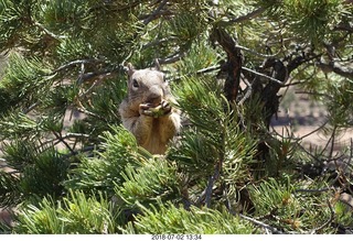 140 a03. Colorado National Monument - squirrel