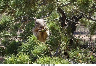 Colorado National Monument - squirrel