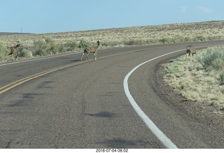 Petrified Forest National Park - deer on the roadway