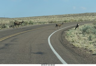 Petrified Forest National Park - deer on the roadway