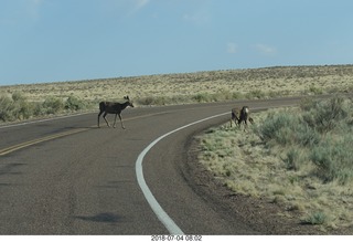 driving from gallup to petrified forest - signs for Indian City souvenir stands