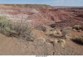 Petrified Forest National Park - deer on the roadway