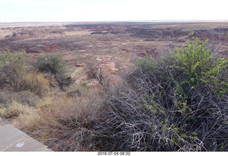 Petrified Forest National Park - deer on the roadway