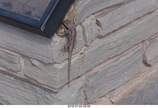 Petrified Forest National Park lizard