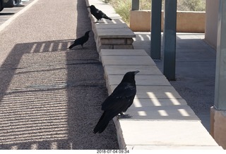 Petrified Forest National Park - hungry ravens