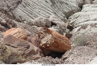 Petrified Forest National Park - petrified log
