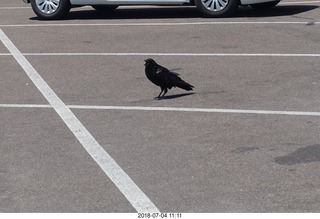 Petrified Forest National Park - hungry raven