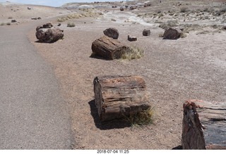 Petrified Forest National Park - hungry raven