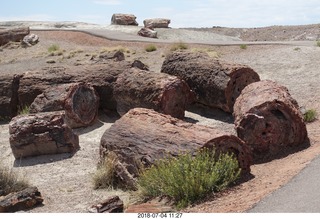 Petrified Forest National Park - Crystal Forest hike + petrified logs