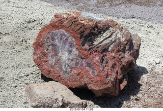 Petrified Forest National Park - Crystal Forest hike + petrified log