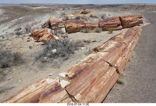 Petrified Forest National Park - Crystal Forest hike + petrified log