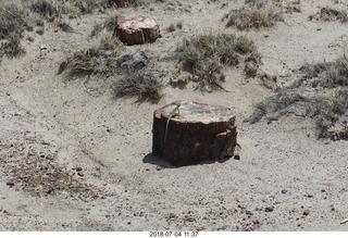 Petrified Forest National Park - Crystal Forest hike + petrified logs + lizard