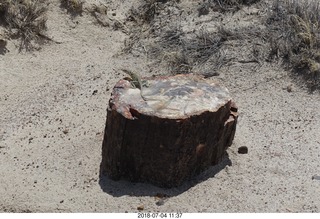 Petrified Forest National Park - Crystal Forest hike + petrified logs