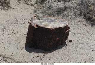 Petrified Forest National Park - Crystal Forest hike + petrified logs