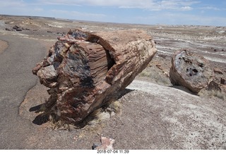 Petrified Forest National Park - Crystal Forest hike + petrified logs