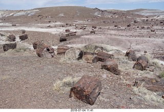 Petrified Forest National Park - Crystal Forest hike + petrified logs + lizard