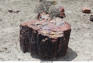 248 a03. Petrified Forest National Park - Crystal Forest hike + petrified log + lizard