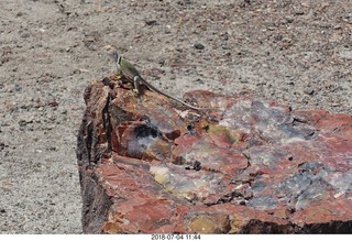 251 a03. Petrified Forest National Park - Crystal Forest hike + petrified log + lizard