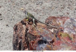 Petrified Forest National Park - Crystal Forest hike + petrified log + lizard